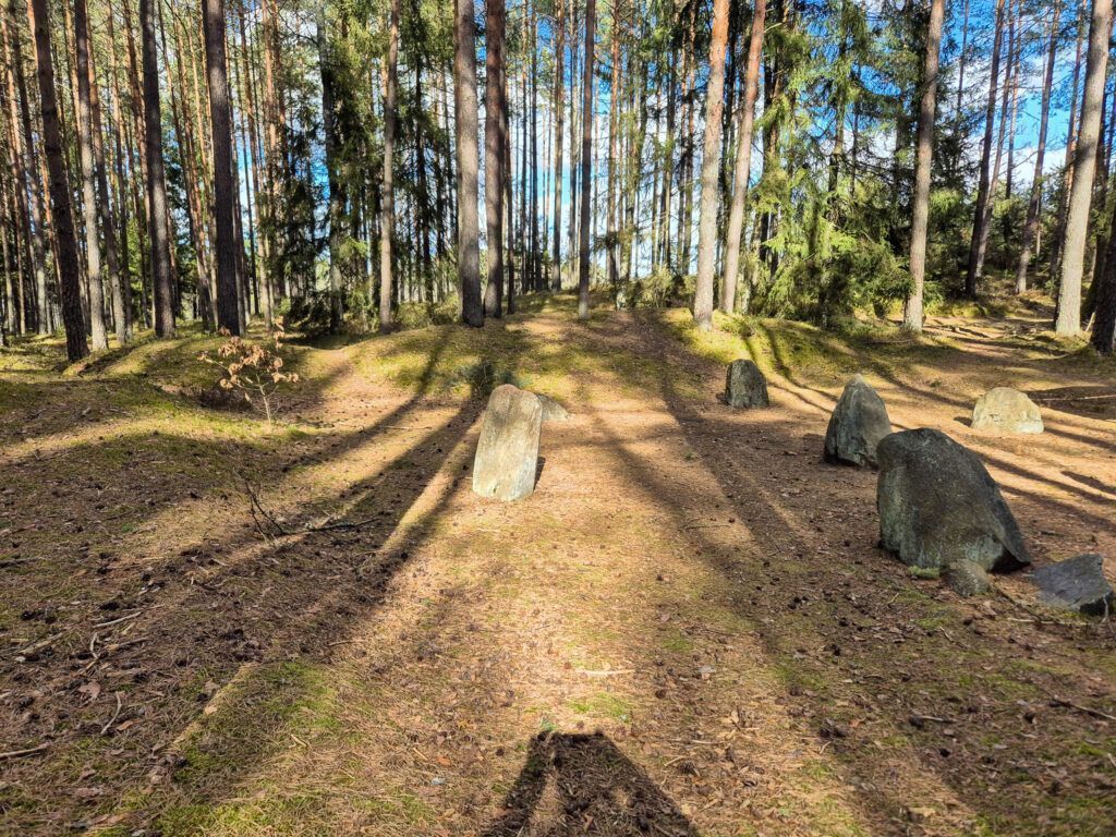 Jeden z kręgów na tle lasu